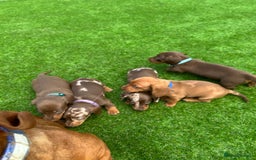 Miniature Dachshund dogs for sale: Miniature dash - Image 19