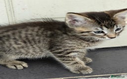 Maine Coon cats for sale: Cross Maine Coon - Image 5