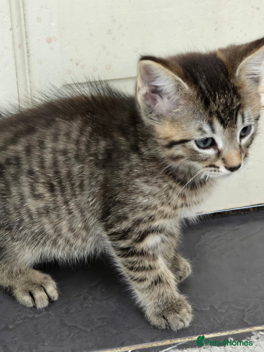 Maine Coon cats for sale: Cross Maine Coon - Image 5