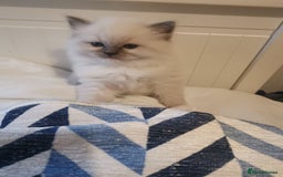 Ragdoll cats for sale: Beautiful Ragdoll Kittens - Image 8