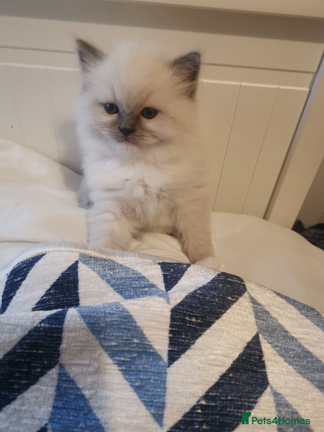 Ragdoll cats for sale: Beautiful Ragdoll Kittens - Image 8
