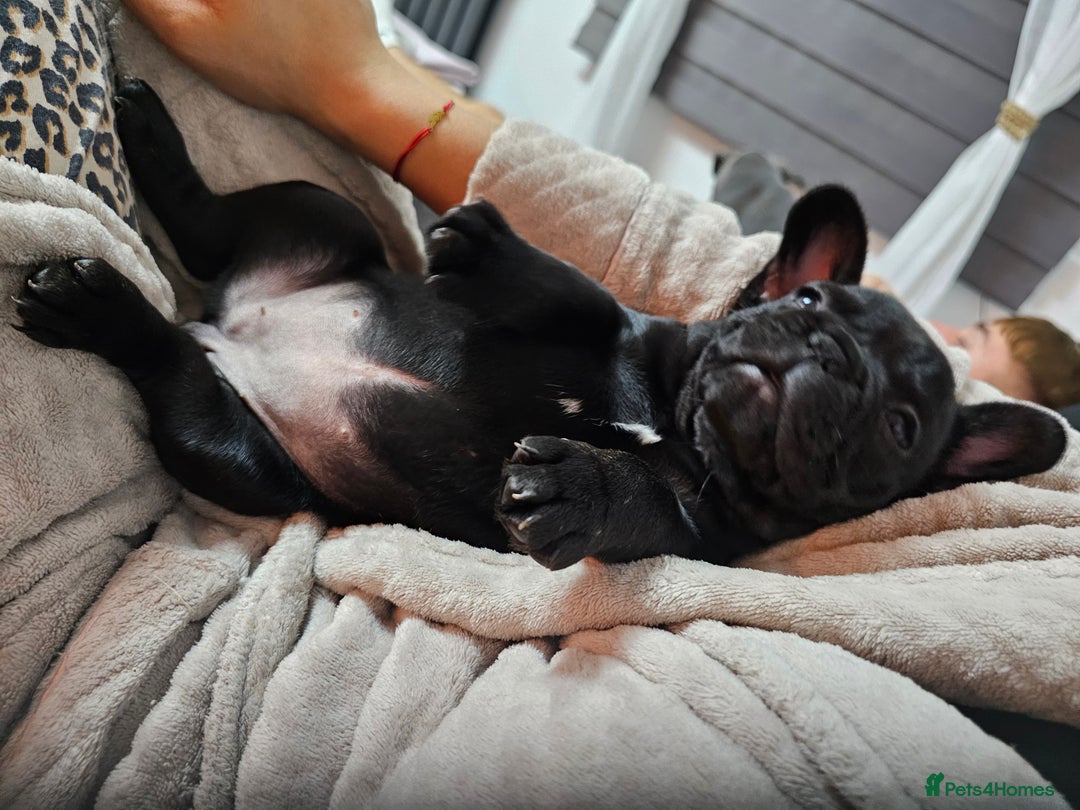 French Bulldog dogs for sale: Black Frenchie  French Bulldog puppy  - Image 6