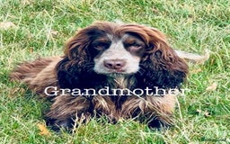 Cocker Spaniel dogs for sale: Sprocker Spaniel puppies  - Advert 6