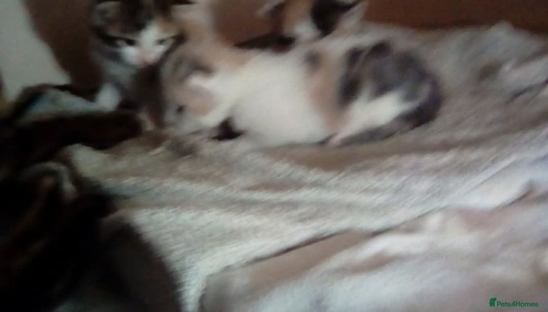 Mixed Breed cats for sale: 4 female bendal/ crossed kittens 7 week old , - Advert 6
