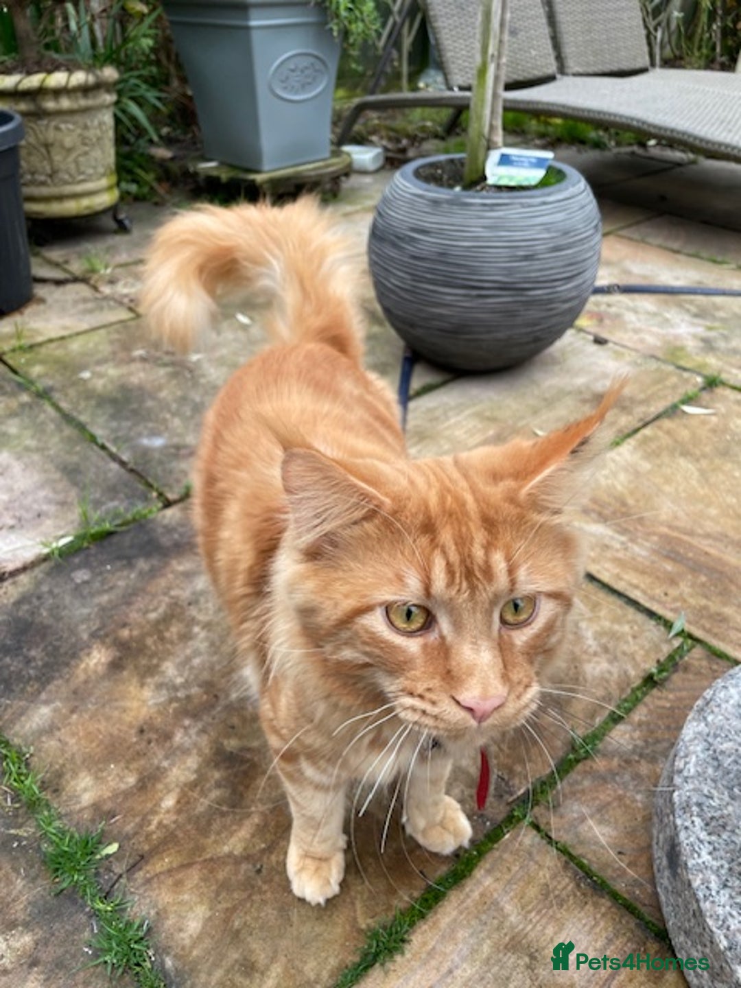 Maine Coon cats for sale: PURE BREED MAINE COON BOY - Advert 2