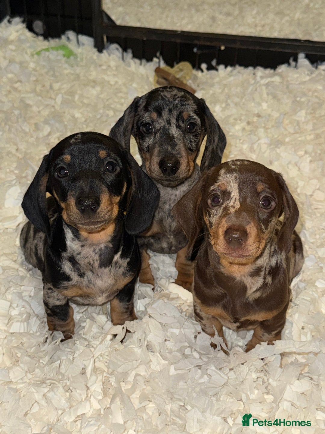 Miniature Dachshund dogs for sale: Absolutely stunning miniature KC reg Dachshund’s  - Advert 1