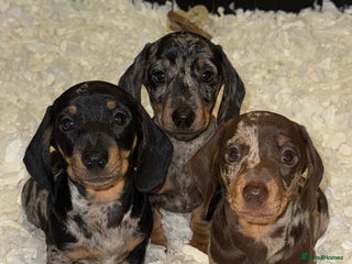 Miniature Dachshund dogs Absolutely stunning miniature KC reg Dachshund’s - Advert 2