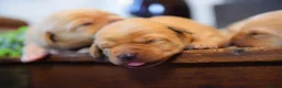Labrador Retriever dogs for sale: Top Deep Red Quality Labrador JC Puppies KC Reg  - Advert 8