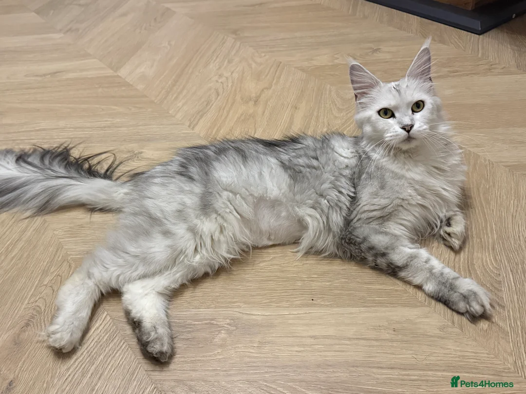 Maine Coon cats for sale: TICA  Mainecoone Black Silver Shaded UNIQUE ❤️🏅🏅 - Advert 5