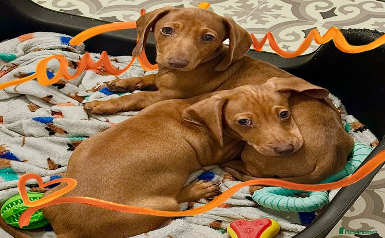 Miniature Dachshund dogs - Advert 6