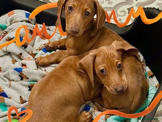 Miniature Dachshund dogs KC Mini Smooth Dachshund Pups - Advert 10