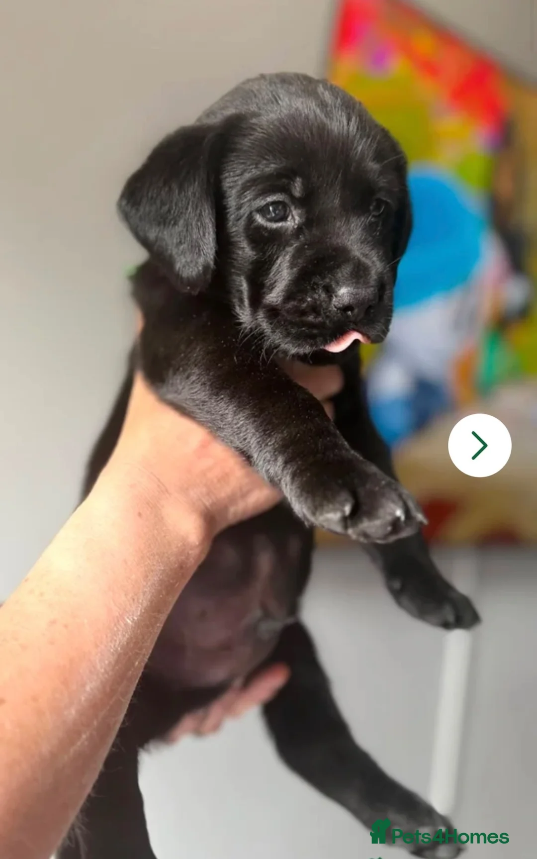 Labrador Retriever dogs for sale: Black Labrador puppies  - Advert 10