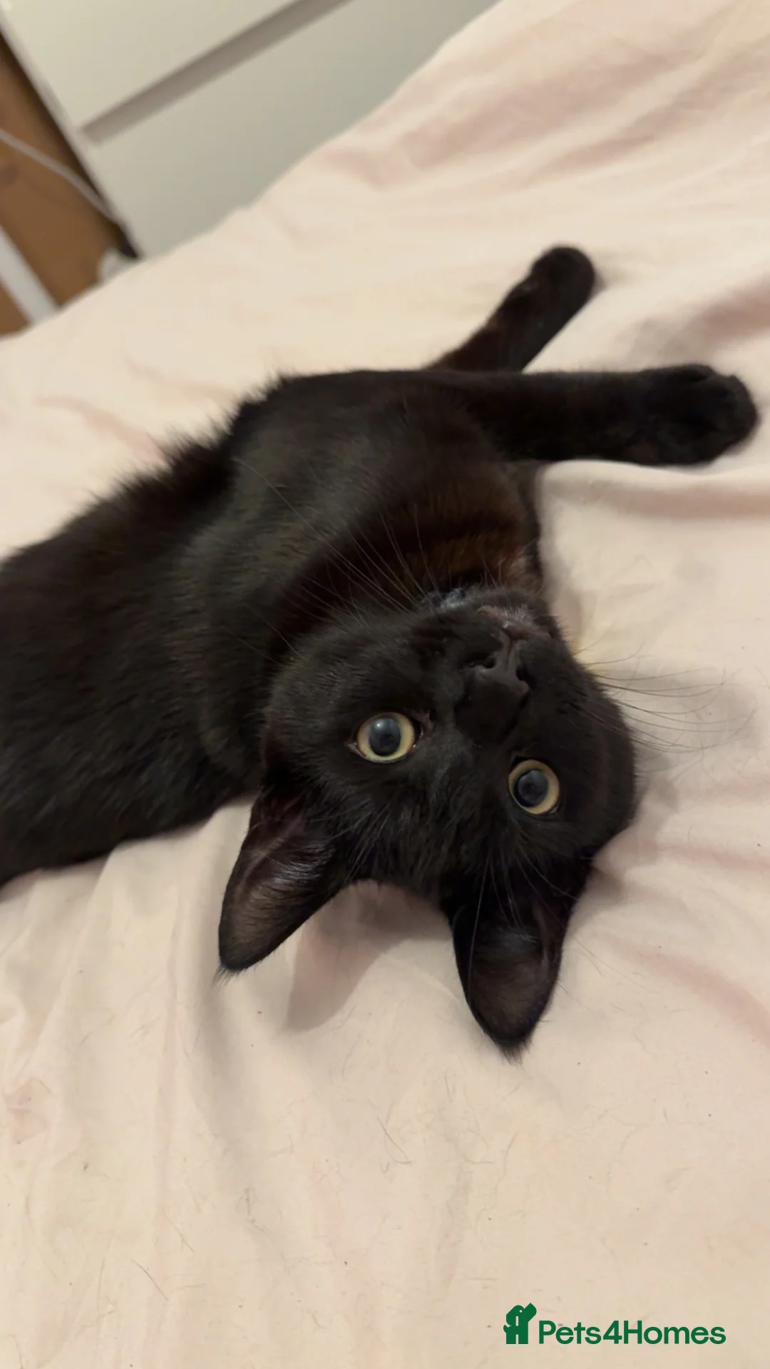 Mixed Breed cats for sale: Male cat- 9 months - Advert 1