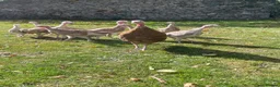 Turkeys poultry for sale: Bourbon Red Turkey poults for sale  in Scarborough - Advert 6