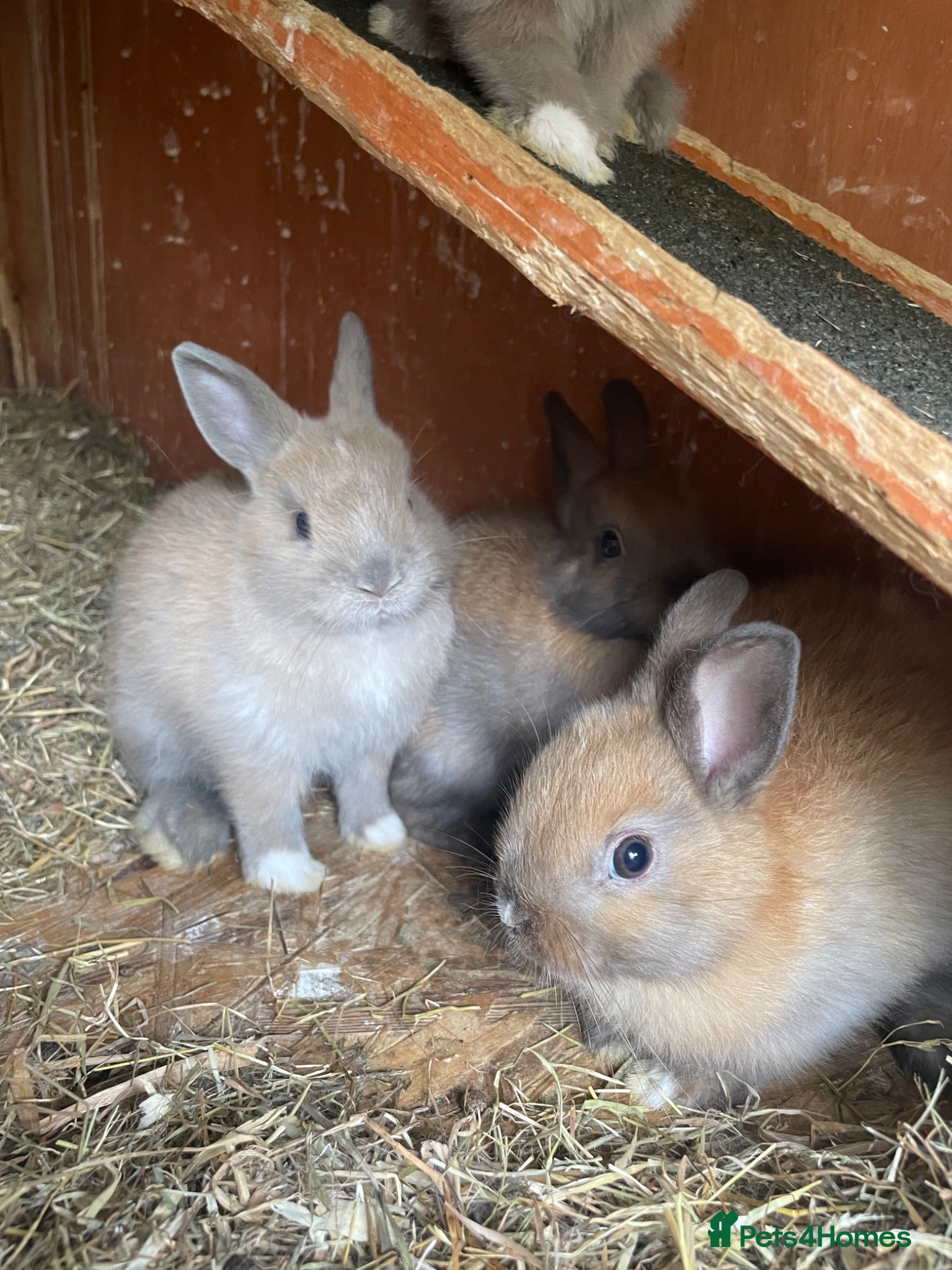 Netherland Dwarf rabbits Netherlands dwarfs for sale!! - Advert 1