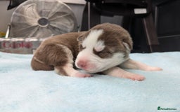 Siberian Husky dogs for sale: Beautiful Siberian Huskies - Image 4