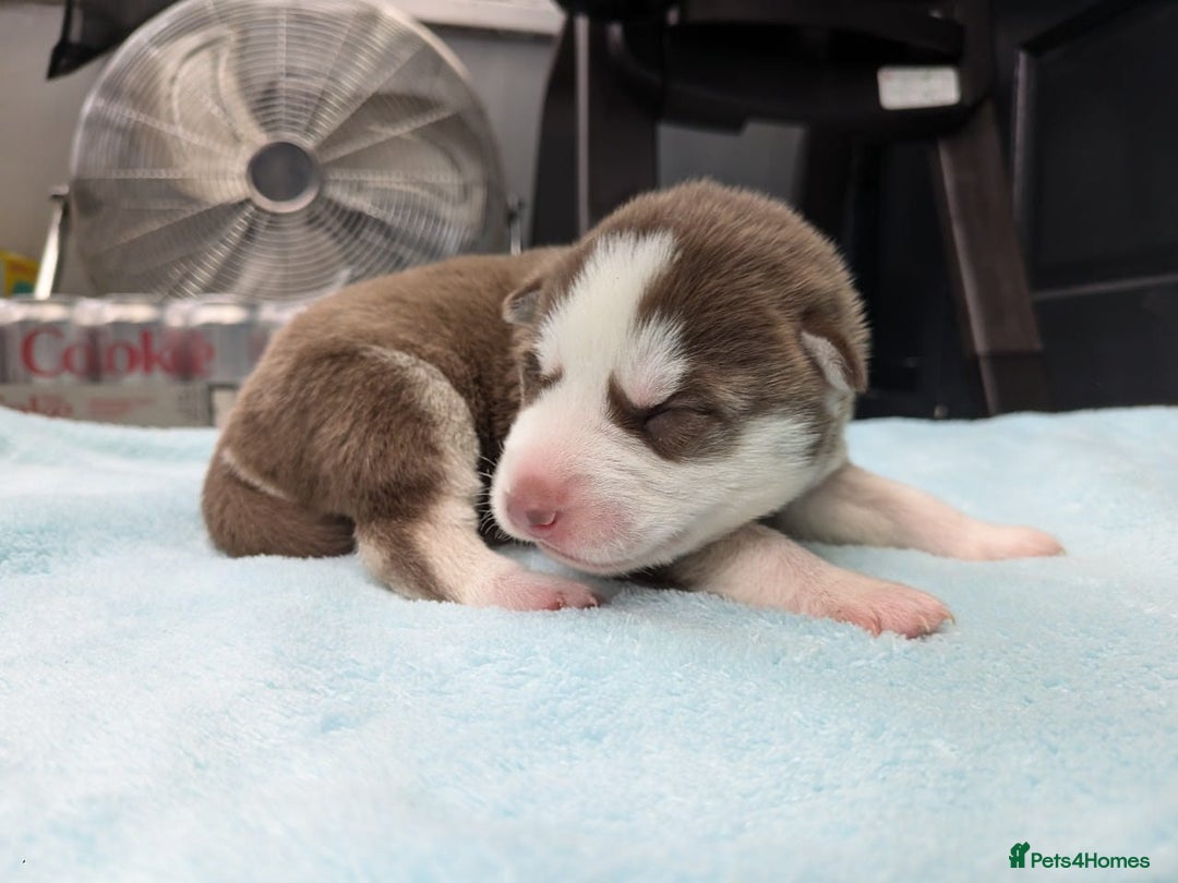 Siberian Husky dogs for sale: Beautiful Siberian Huskies - Image 4