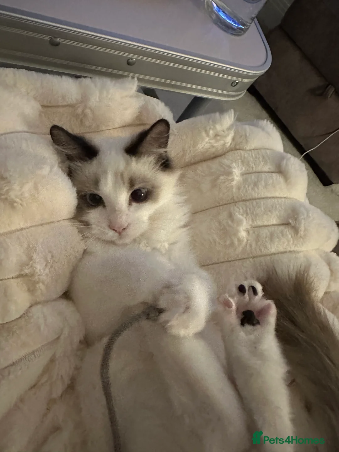 Ragdoll cats for sale: Beautiful Ragdoll Boy Looking for His Forever Home - Advert 2
