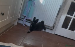 English Lop rabbits for sale: Rabbits  - Image 4