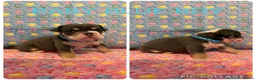 Olde English Bulldogge dogs for sale: READY TO LEAVE 3 old English bulldog  - Advert 27