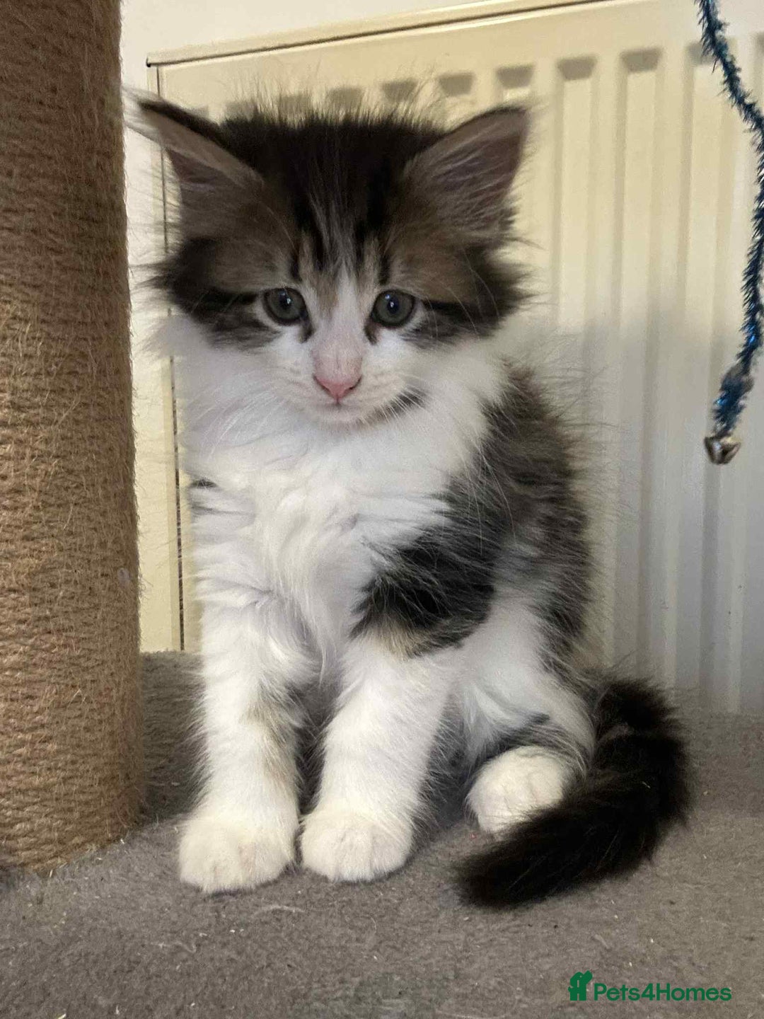 Mixed Breed cats for sale: 2 females mixed maincoon  - Image 5