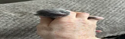 Mixed Breed cats for sale: Beautiful Russian blue cross British short hair - Advert 5
