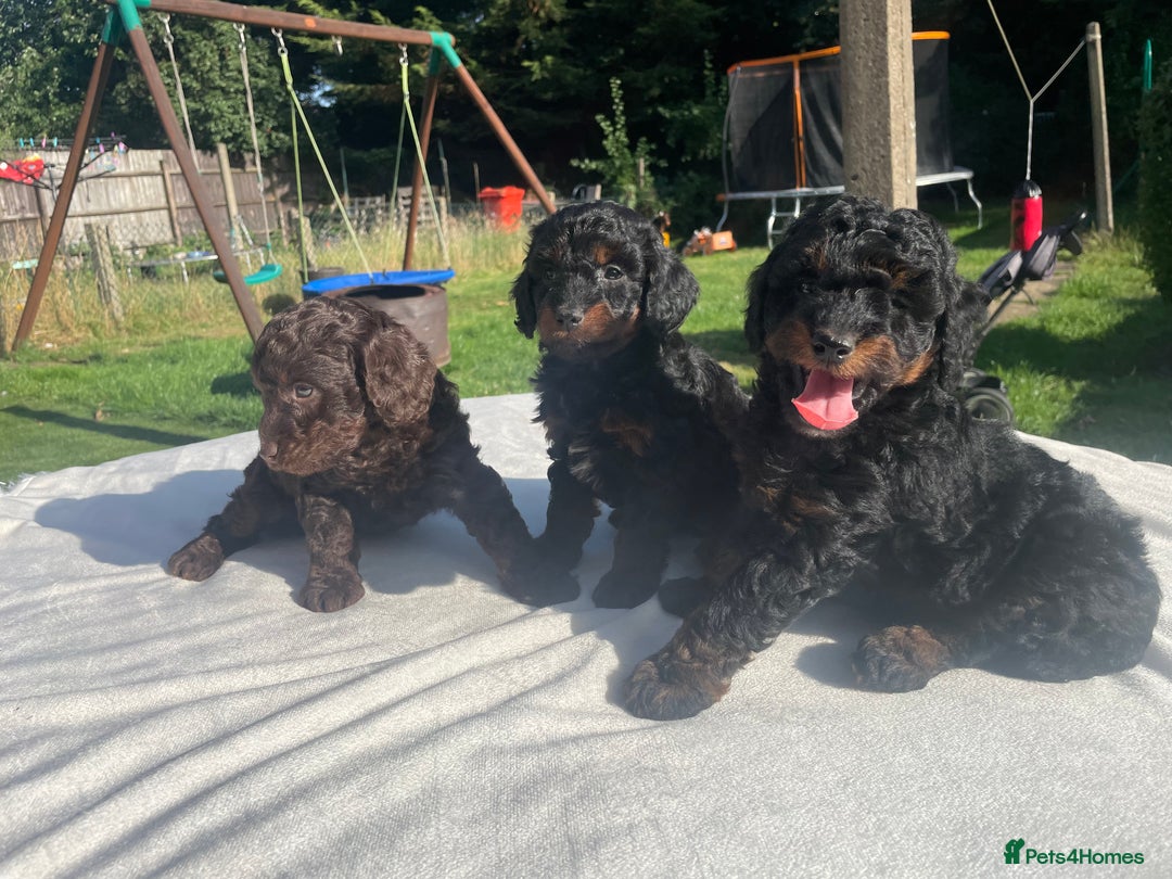 Cockapoo dogs for sale: Cockapoo Ready to leave now💕Only 1 boy left! - Image 8