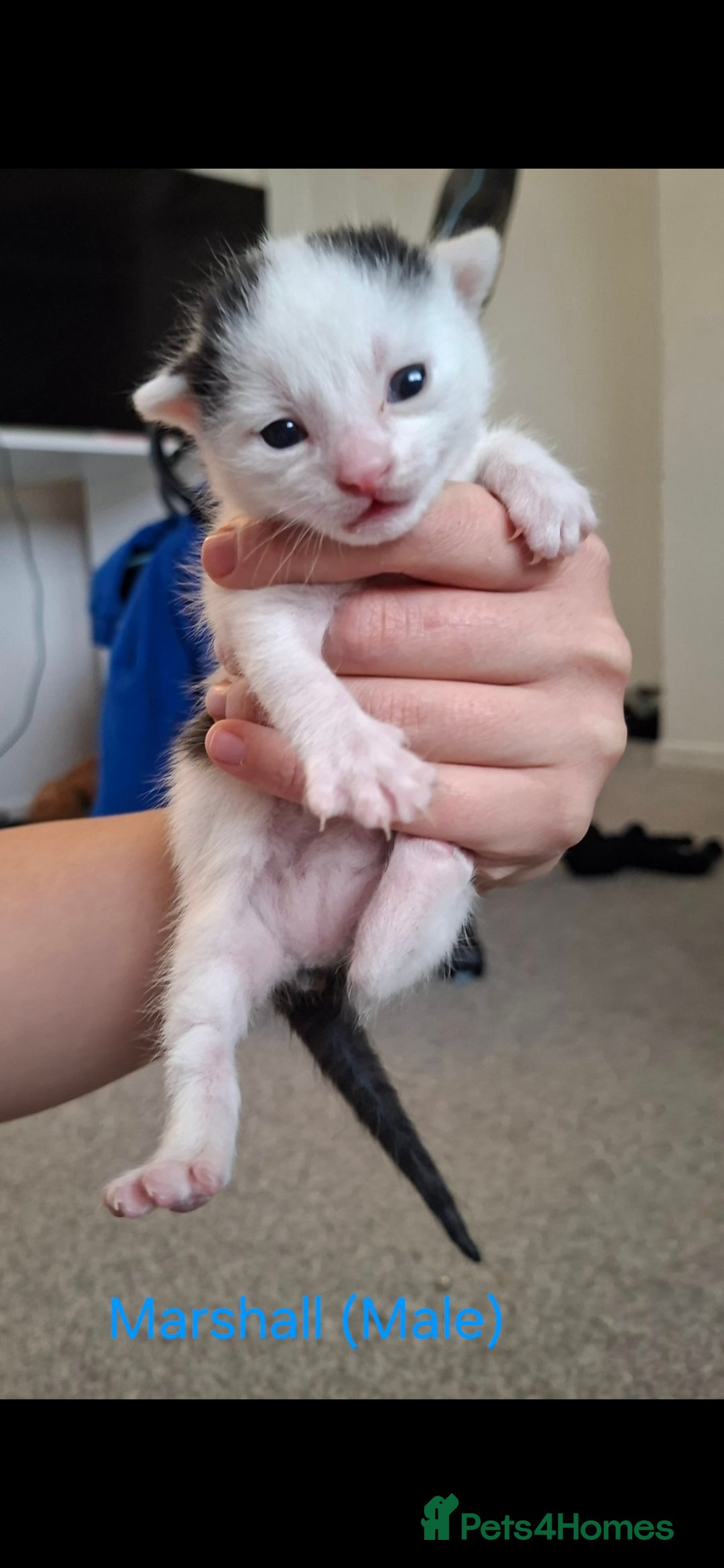 Domestic Shorthair cats for sale: 5 BEAUTIFUL KITTENS 😸  - Image 2