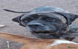 Mastiff dogs for sale: KC English Mastiff puppies - Image 2