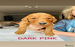Goldendoodle dogs for sale: 🌟F1B Standard Goldendoodle Puppies in Merthyr Tydfil - Image 5