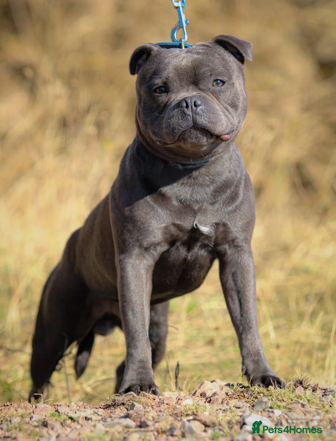 Staffordshire Bull Terrier dogs for sale: Blue 1 year old Male - Advert 4