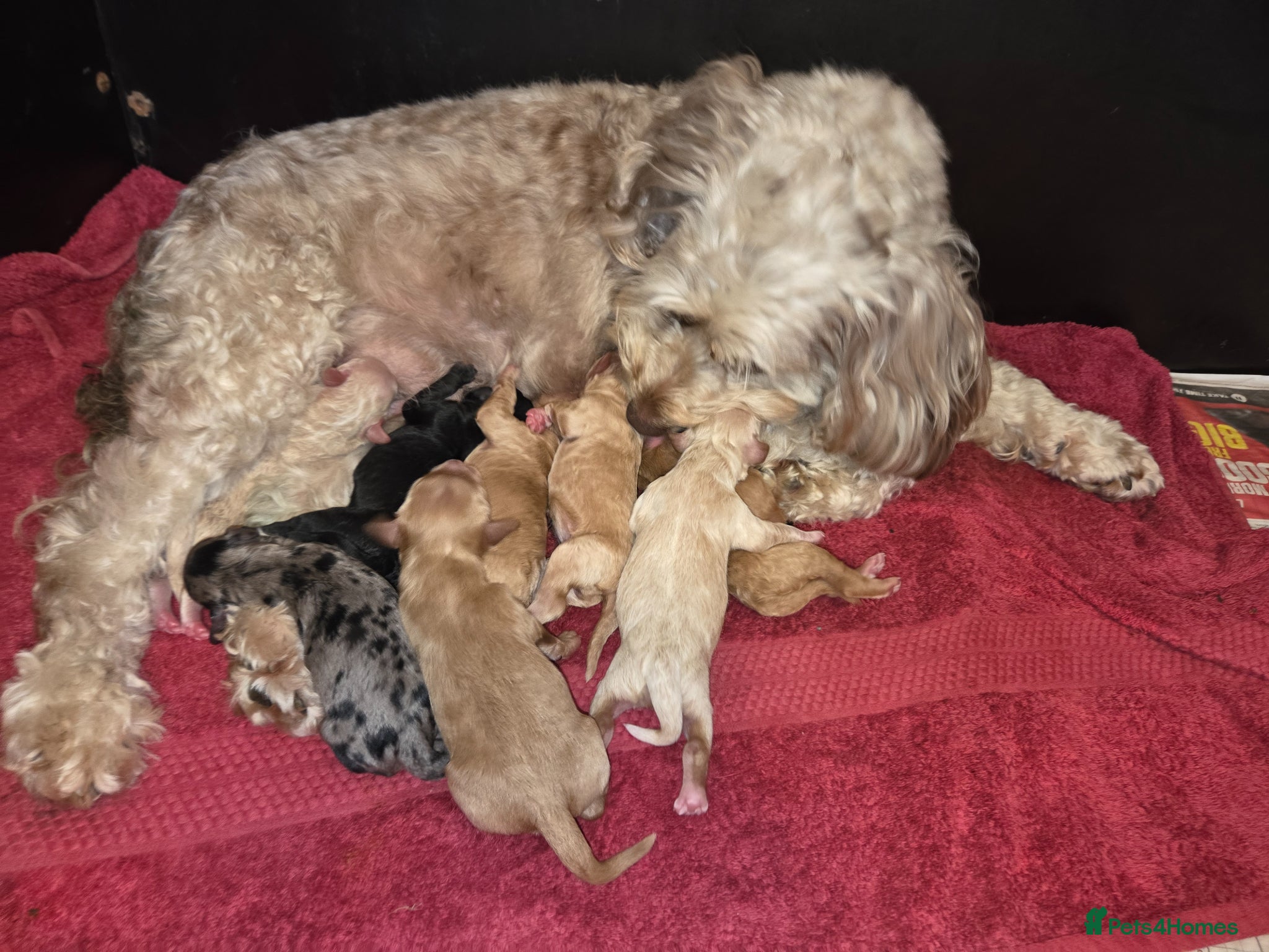 Cockapoo dogs Cockapoo puppies - Advert 1
