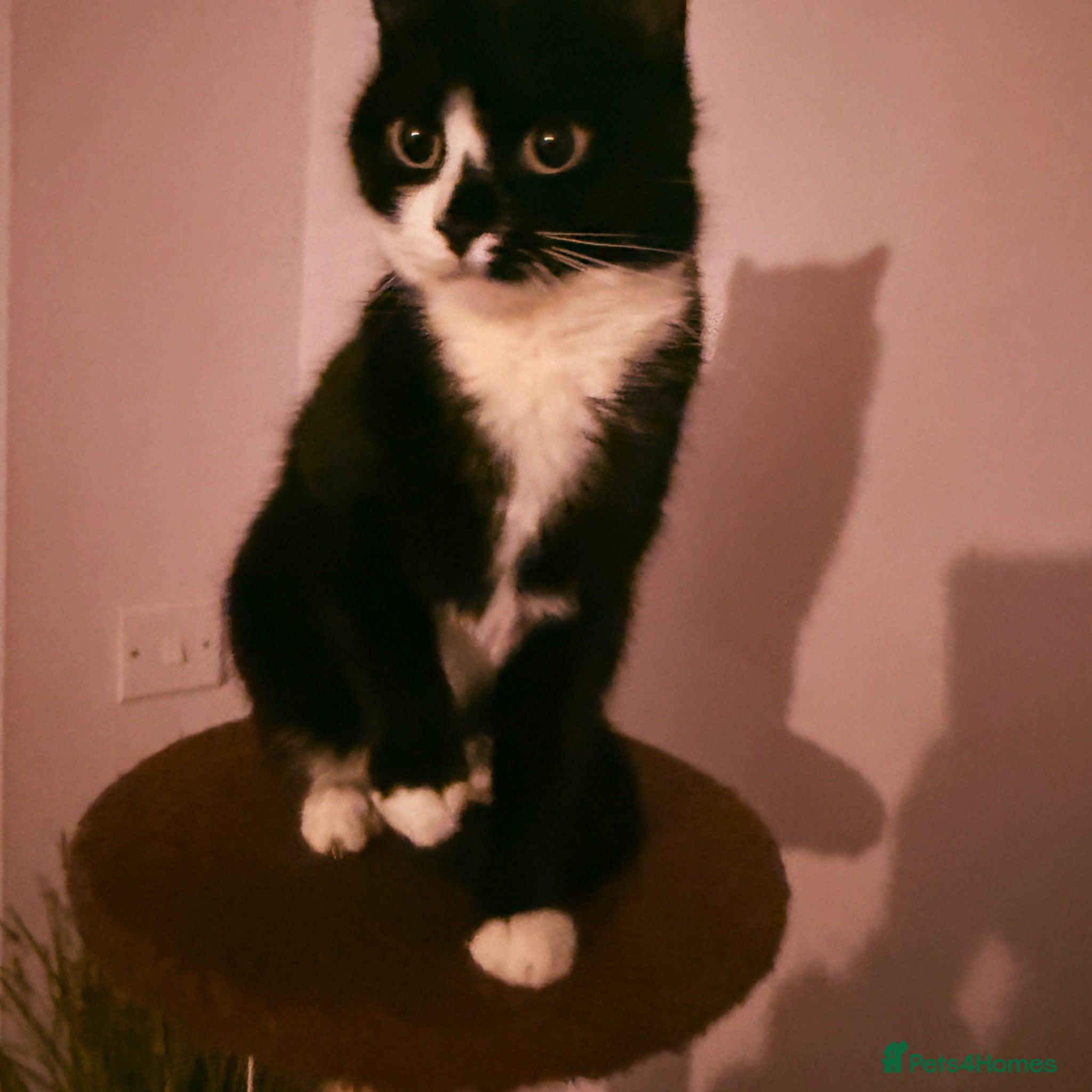 Tiffanie cats Domestic kittens - Advert 8