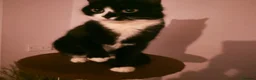 Tiffanie cats for sale: Domestic kittens - Advert 1