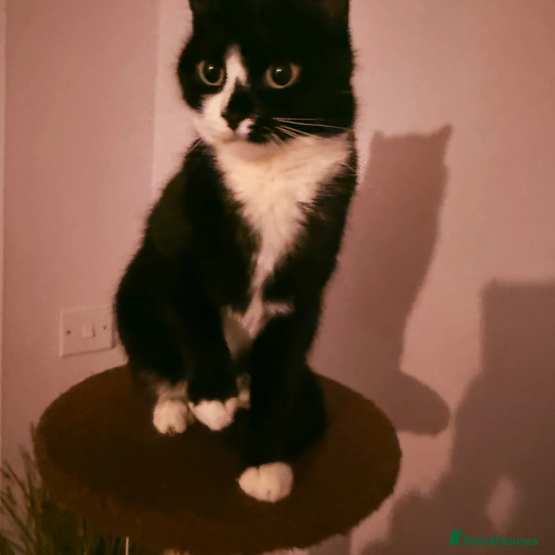 Tiffanie cats for sale: Domestic kittens - Advert 1