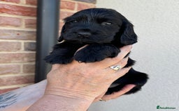 Cocker Spaniel dogs for sale: KC reg show cocker spaniel puppies in Wisbech - Image 10