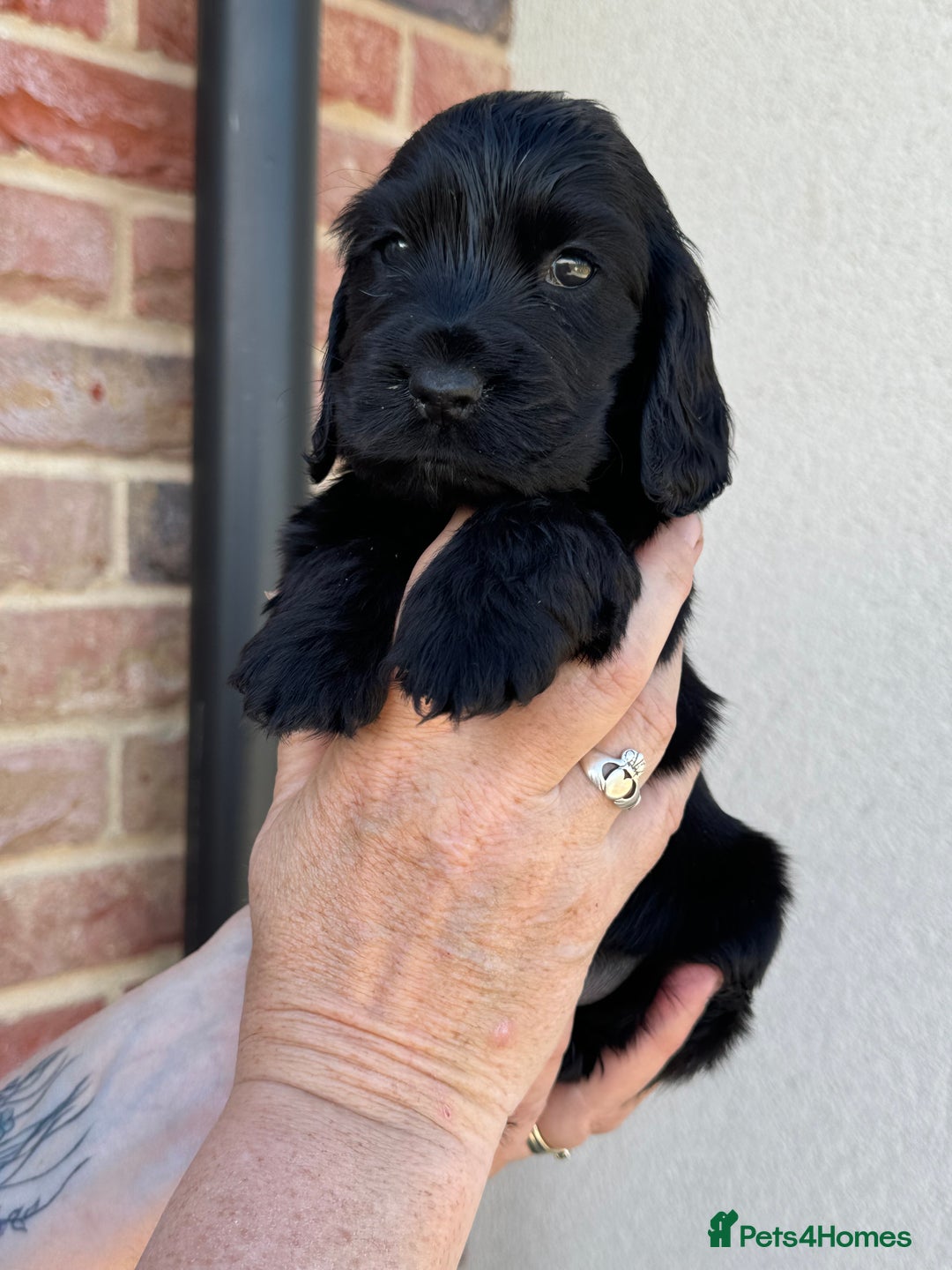 Cocker Spaniel dogs for sale: KC reg show cocker spaniel puppies in Wisbech - Image 10