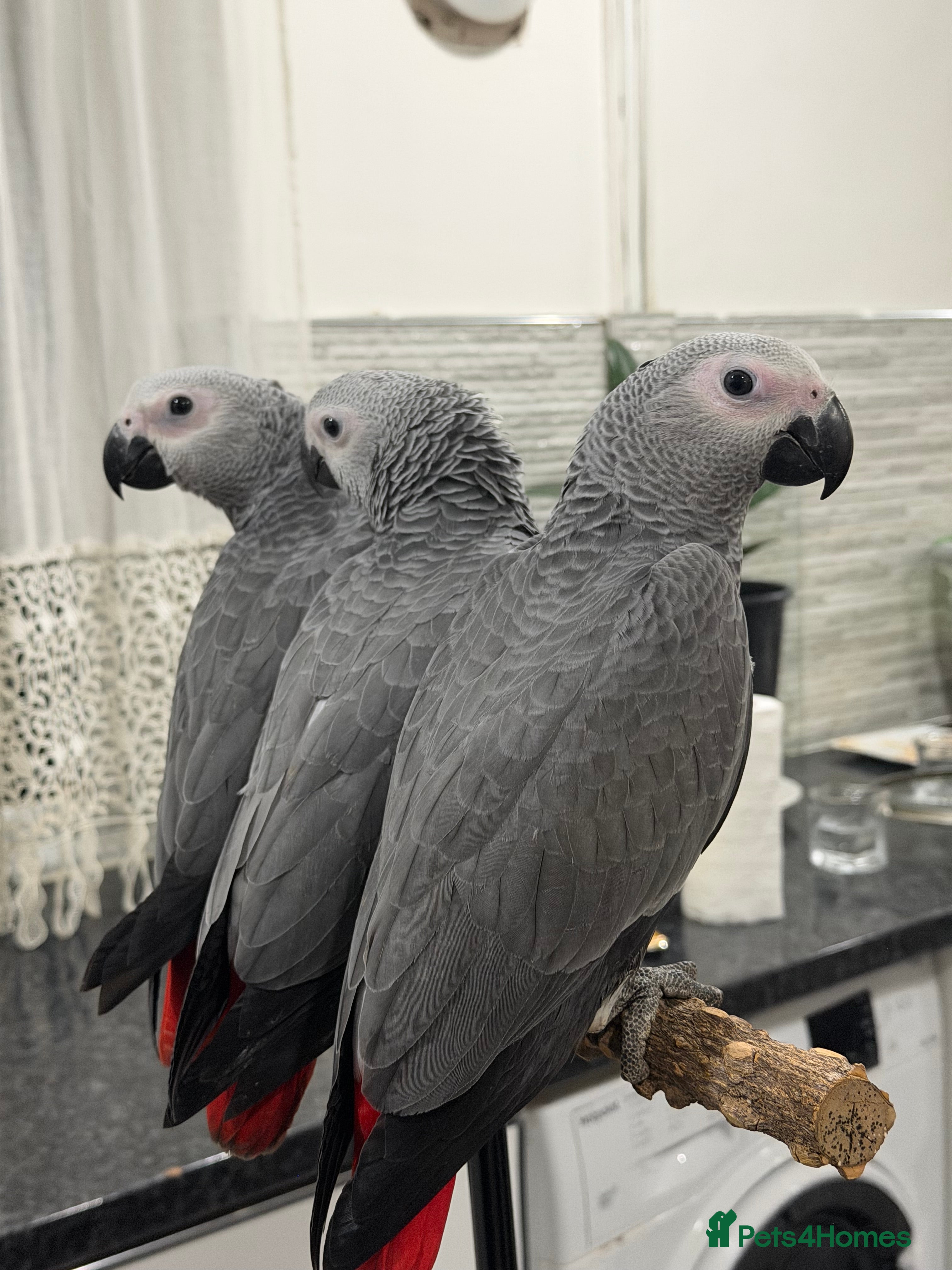 Parrots birds Super tame baby African greys available  - Advert 1