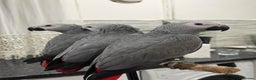 Parrots birds for sale: Super tame baby African greys available  - Advert 1