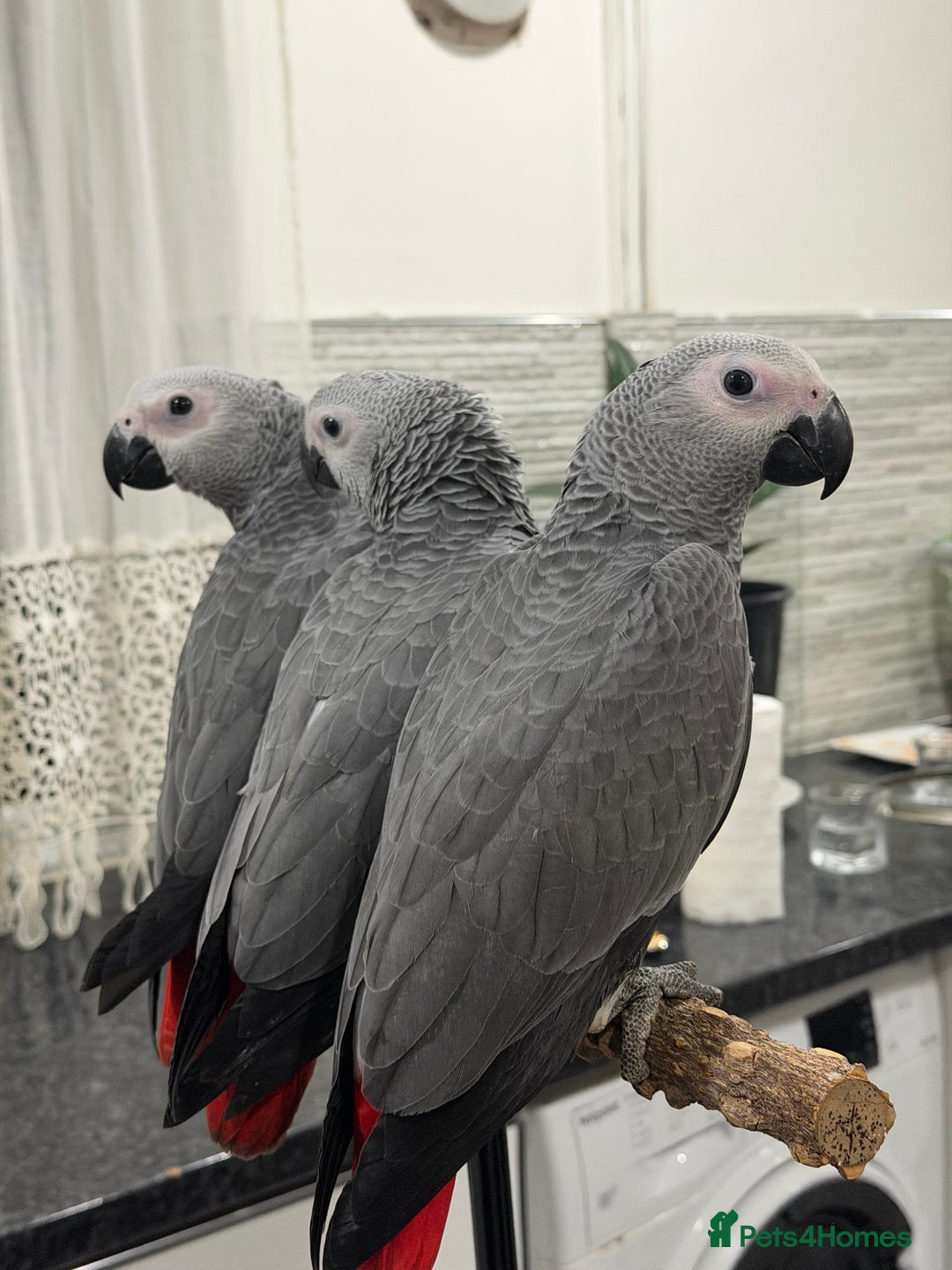 Parrots birds for sale: Super tame baby African greys available  - Advert 1