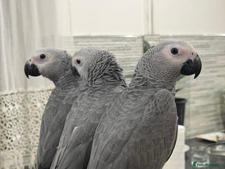 Parrots birds 1 left!!! Super tame baby African grey available - Advert 9