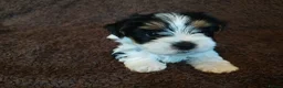 Biewer Terrier dogs for sale: Biewer Terrier Puppies - Boy Wiip & Girl Wiski  in Boston - Advert 4