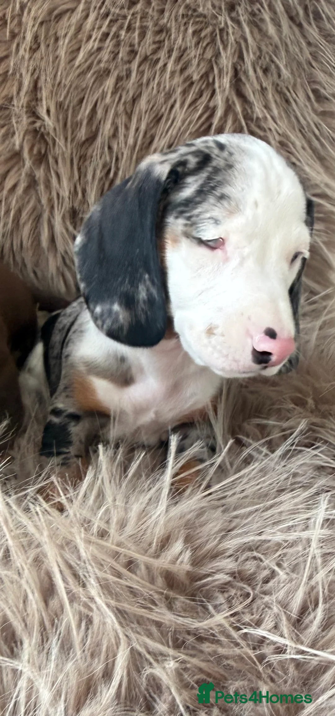 Miniature Dachshund dogs for sale: Two female mini dachshunds - Advert 11