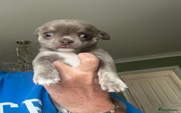 Chihuahua dogs for sale: Lilac chihuahua girls - Image 4