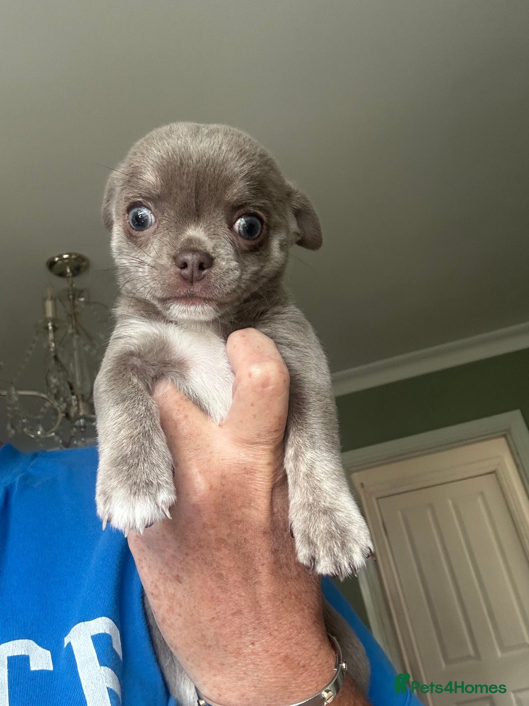 Chihuahua dogs for sale: Lilac chihuahua girls - Image 4