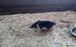Border Collie dogs for sale: Border collie pups  - Image 6