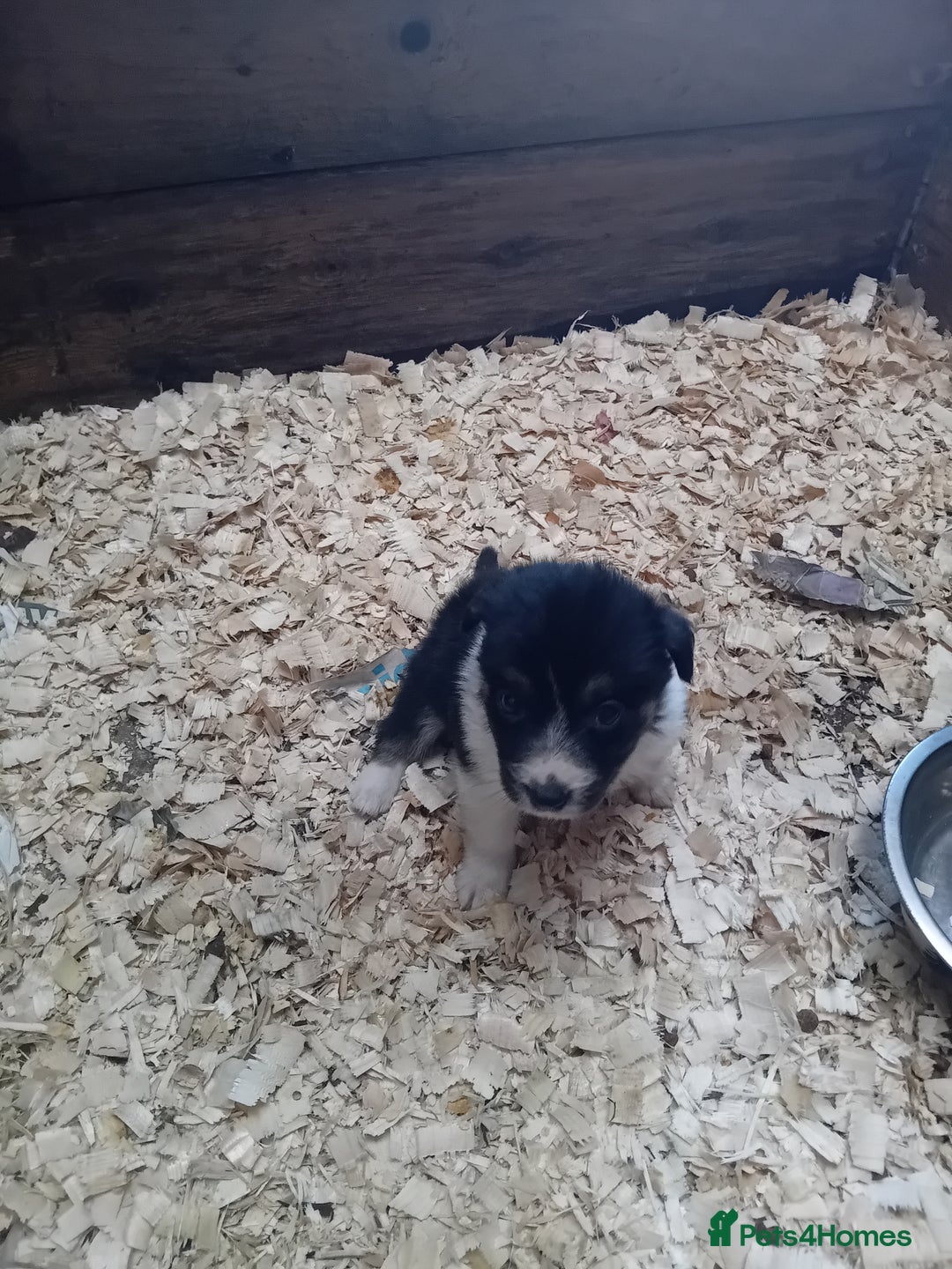 Border Collie dogs for sale: Border collie pups  - Image 6