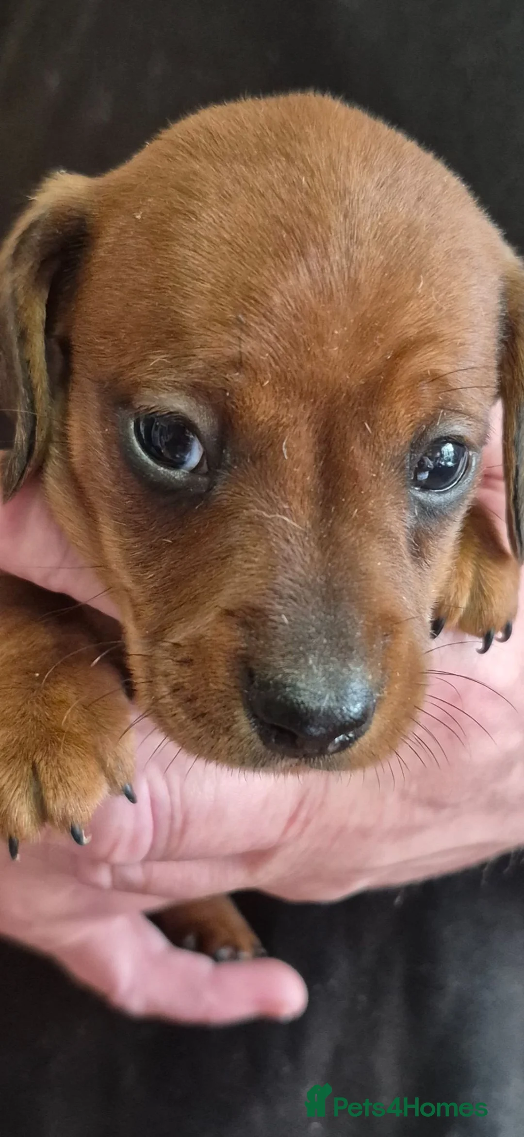 Miniature Dachshund dogs for sale: Short haired minature dachshund  - Advert 2