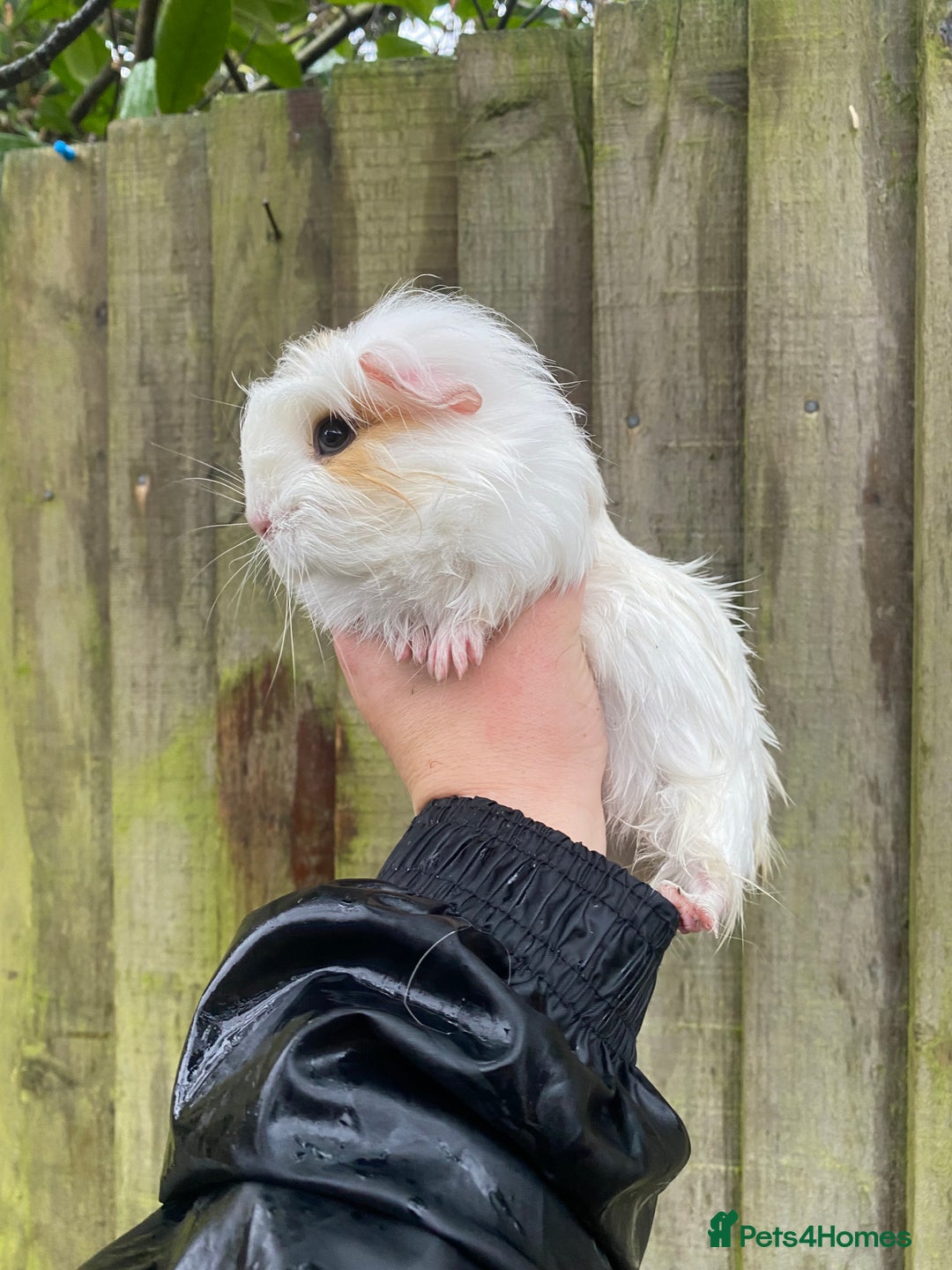 Guinea Pig rodents for sale: Fluffy long haired Peruvian cross Sheltie babies - Advert 8