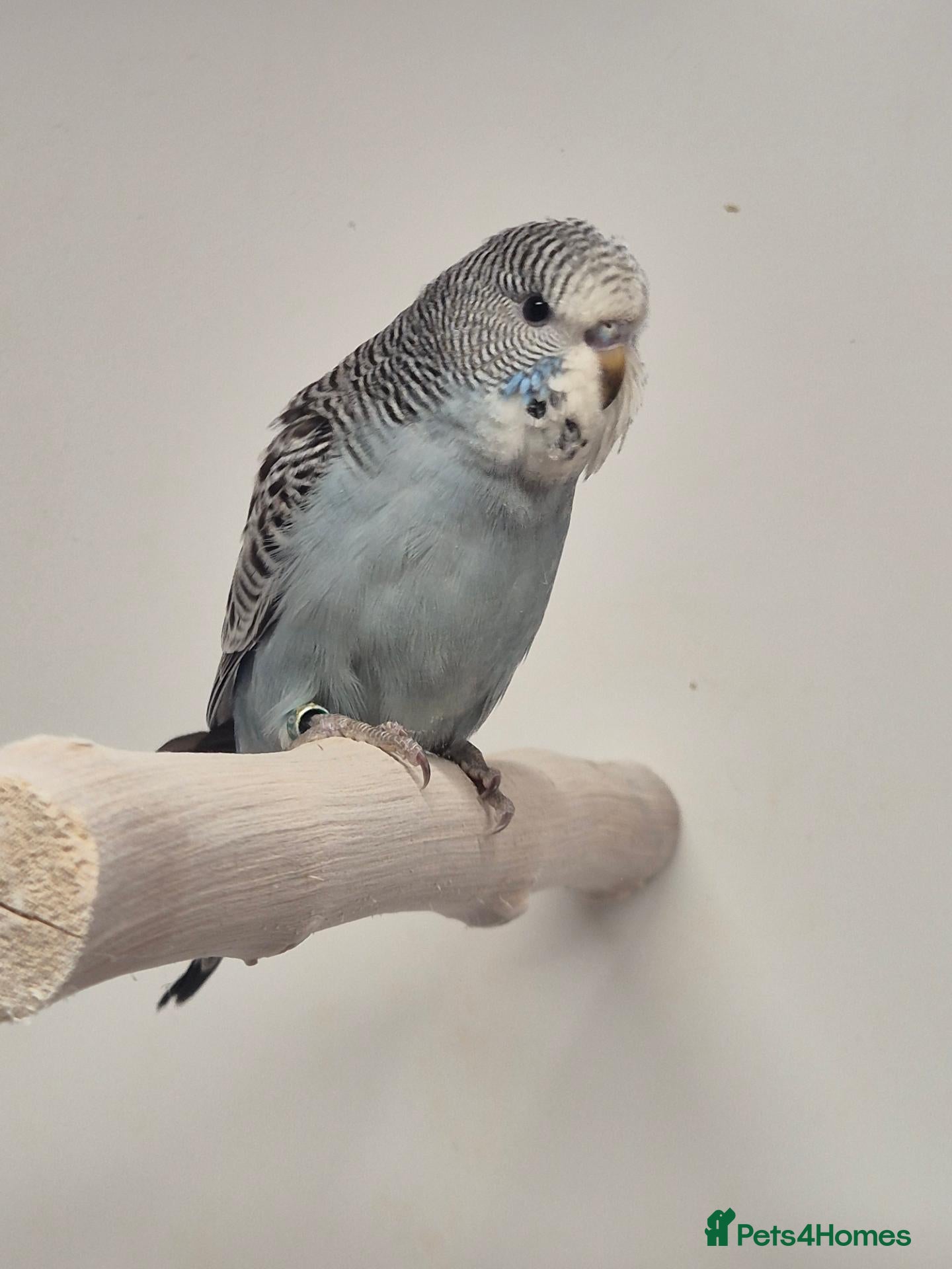 Budgerigars birds for sale: available Pet, breeding or tamed - Advert 2
